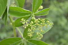 Cyphostemma auriculatum